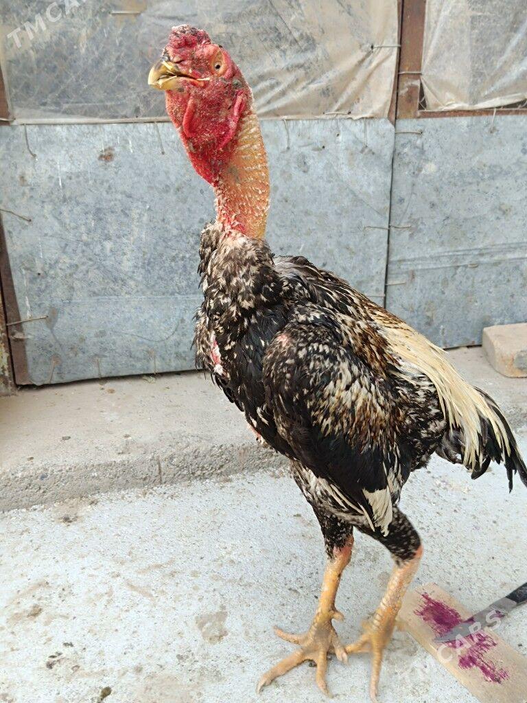 Taşkent horaz - Анев - img 4