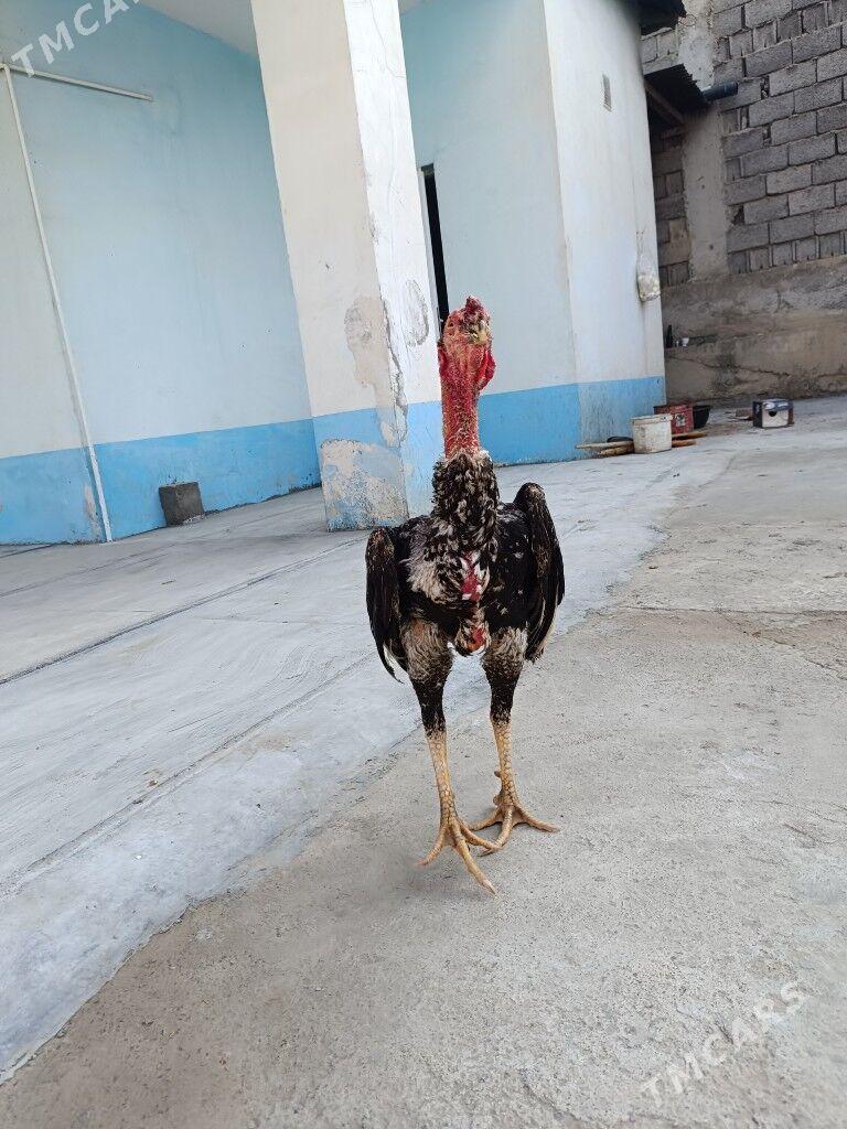 Taşkent horaz - Анев - img 2