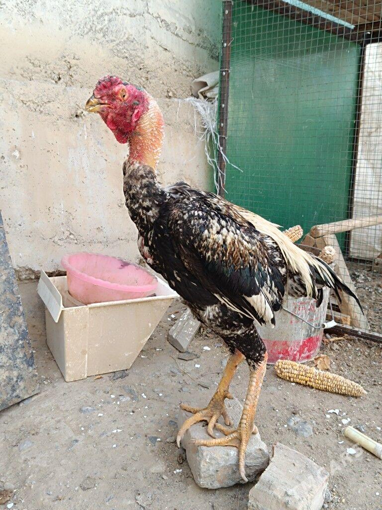 Taşkent horaz - Анев - img 3