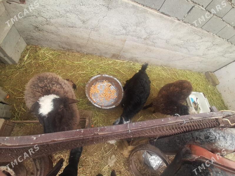 Tokly iyme duran - Гызыларбат - img 2