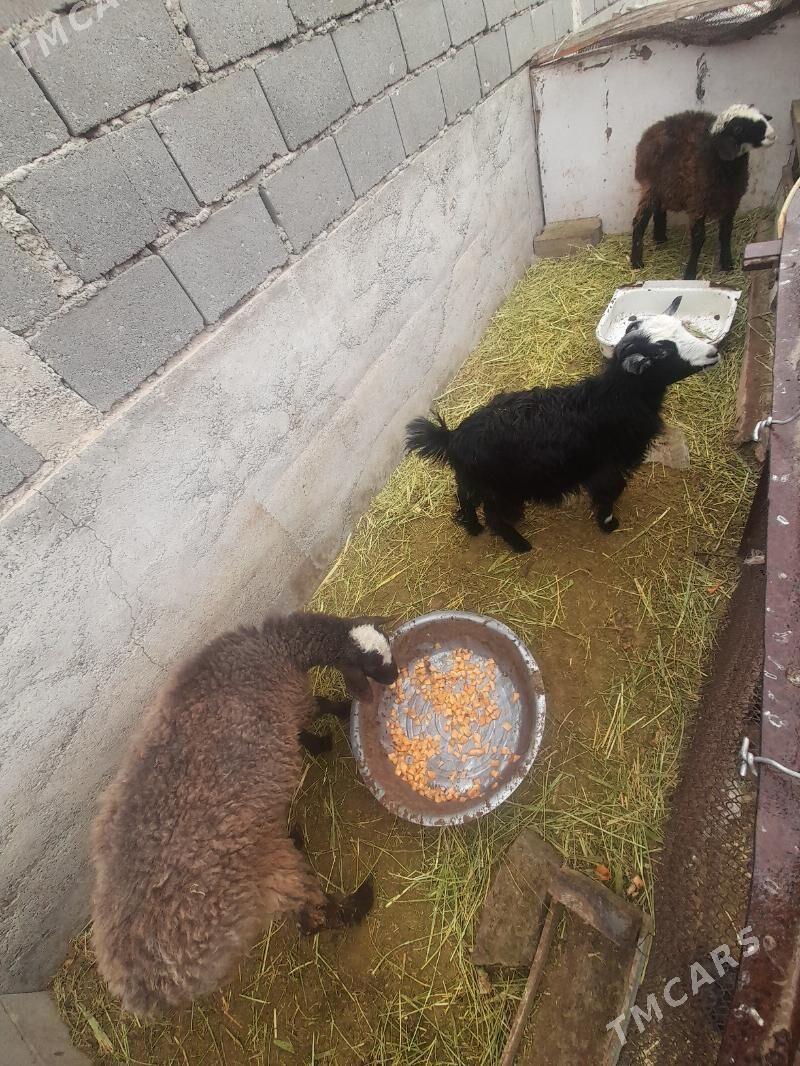 Tokly iyme duran - Гызыларбат - img 1