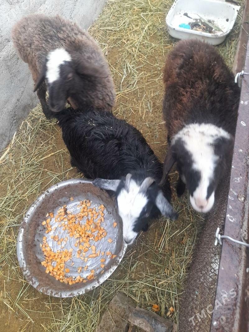 Tokly iyme duran - Гызыларбат - img 3