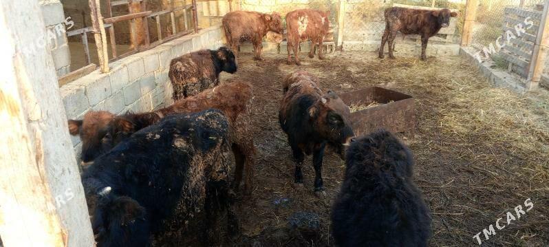 öküz 9sany - Gökdepe - img 7