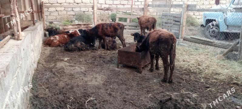 öküz 9sany - Gökdepe - img 2