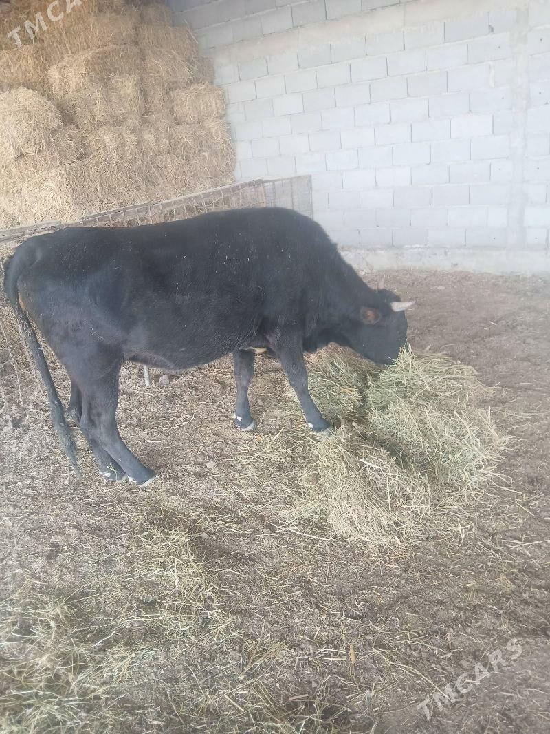 sigir - Бахарден - img 2