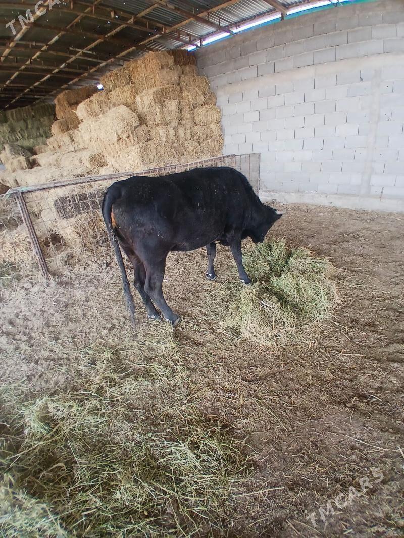 sigir - Бахарден - img 5