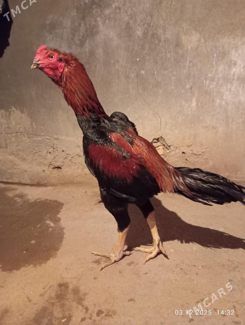 TASGENT HORAZ - Мургап - img 4