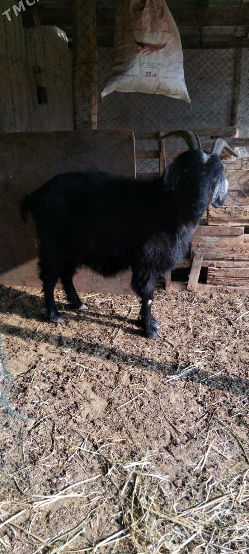 Bogaz geçi - Гёкдепе - img 2