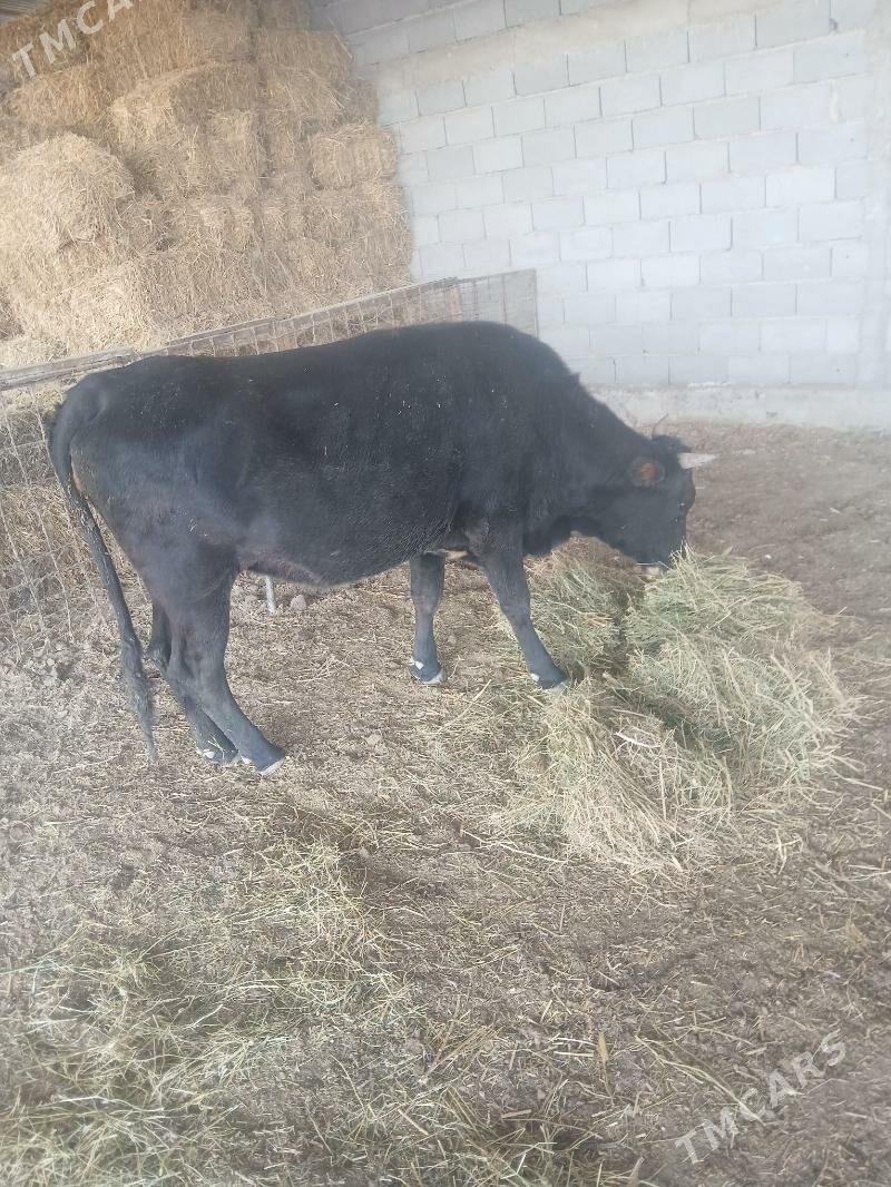 sigir - Бахарден - img 3