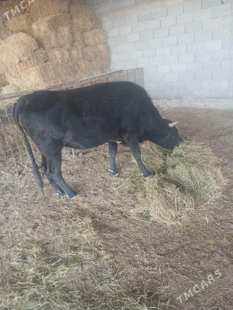 sigir - Бахарден - img 4