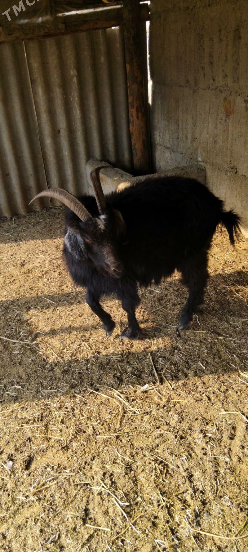 Bogaz geçi - Гёкдепе - img 3