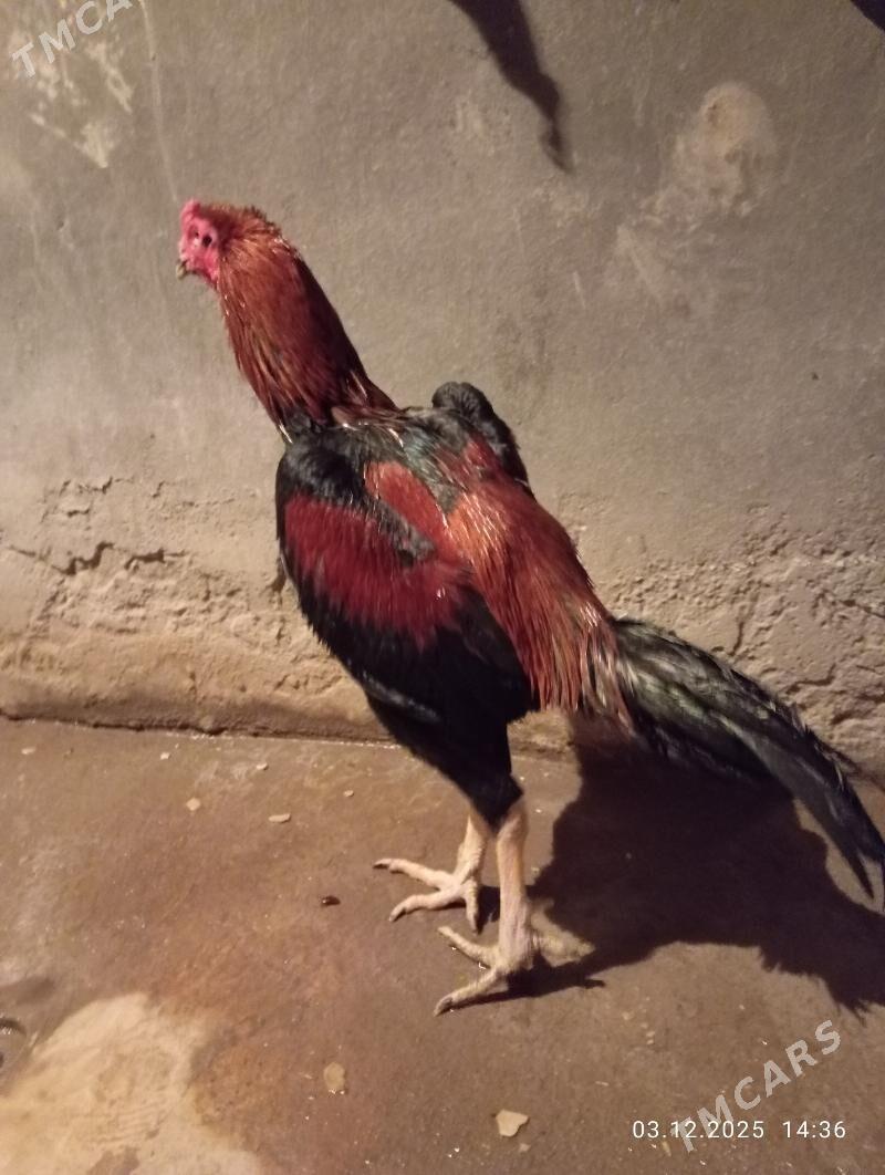 TASGENT HORAZ - Мургап - img 2