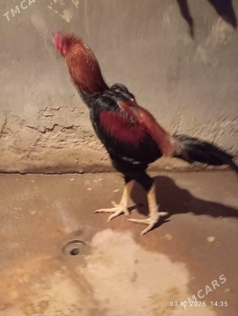 TASGENT HORAZ - Мургап - img 3