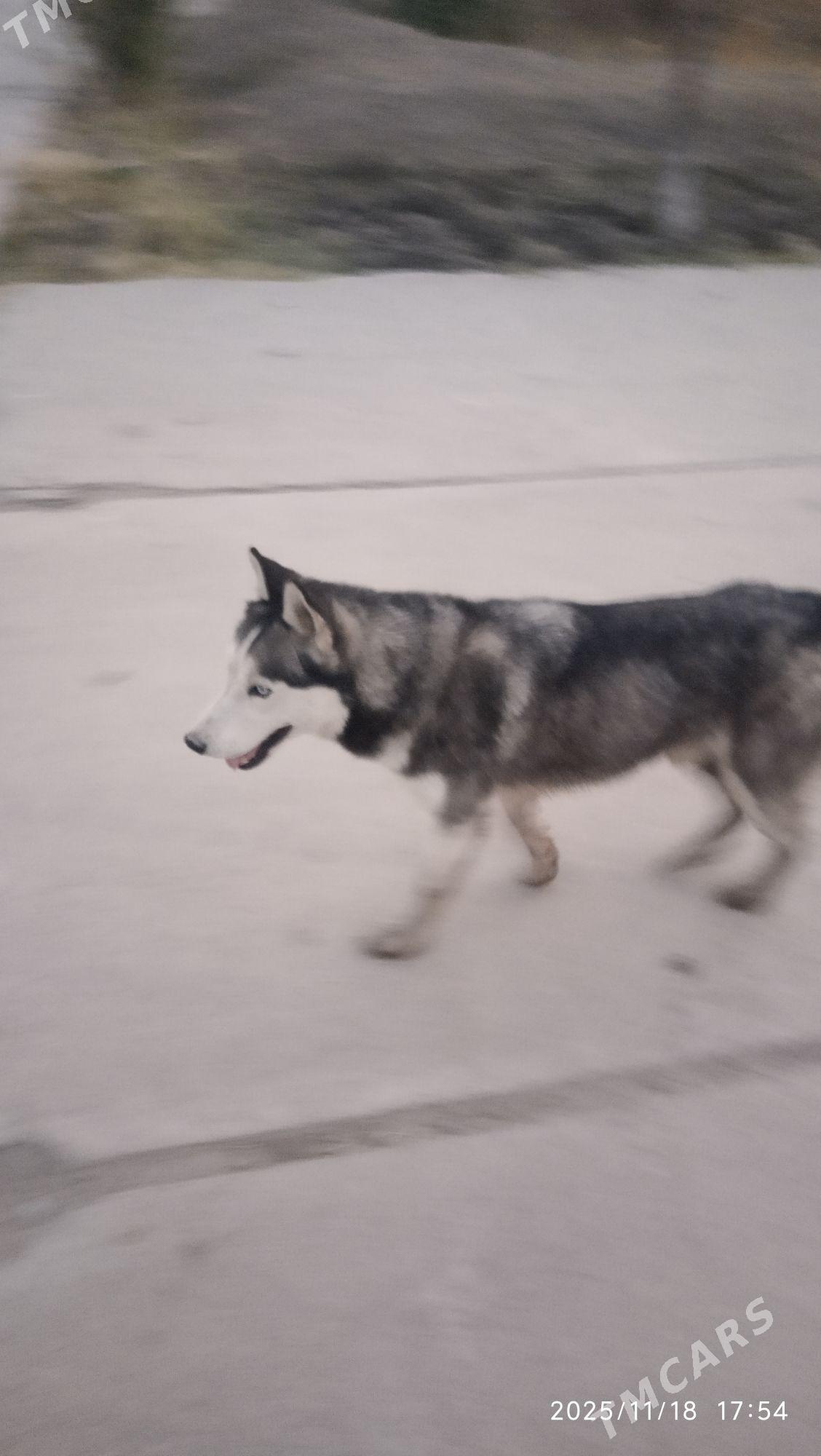 Хаски - Murgap - img 2