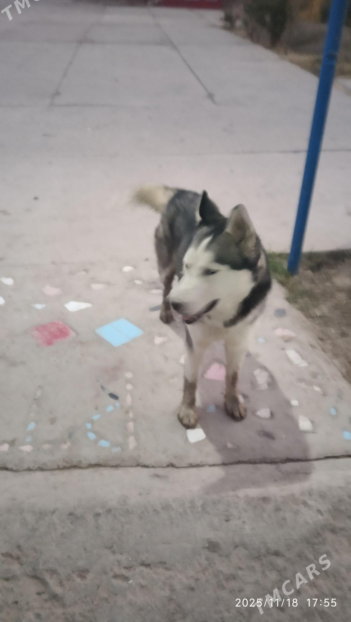 Хаски - Murgap - img 3