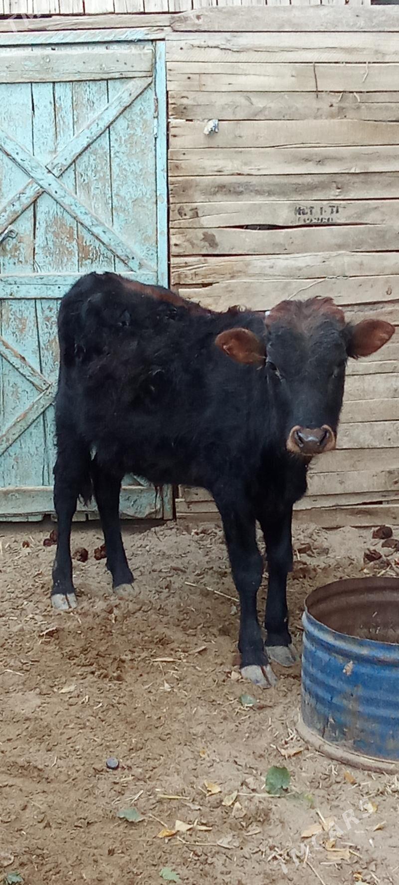 öküz - Jebel - img 3