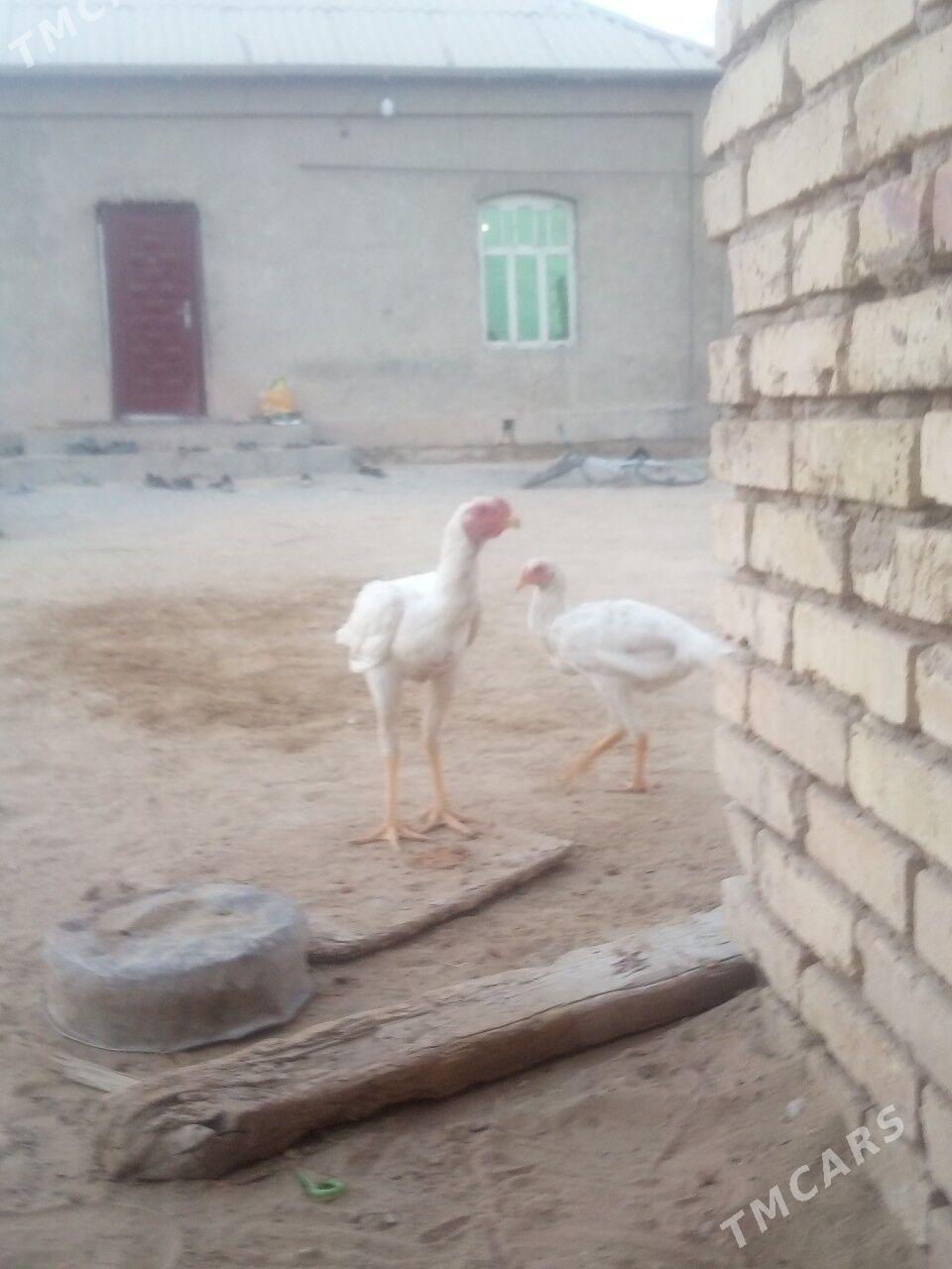 BAYSOK - Мары - img 2