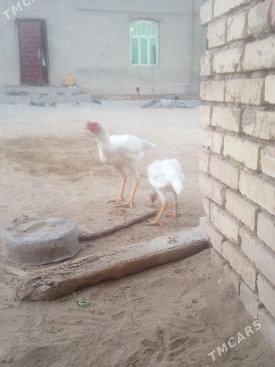 BAYSOK - Мары - img 4