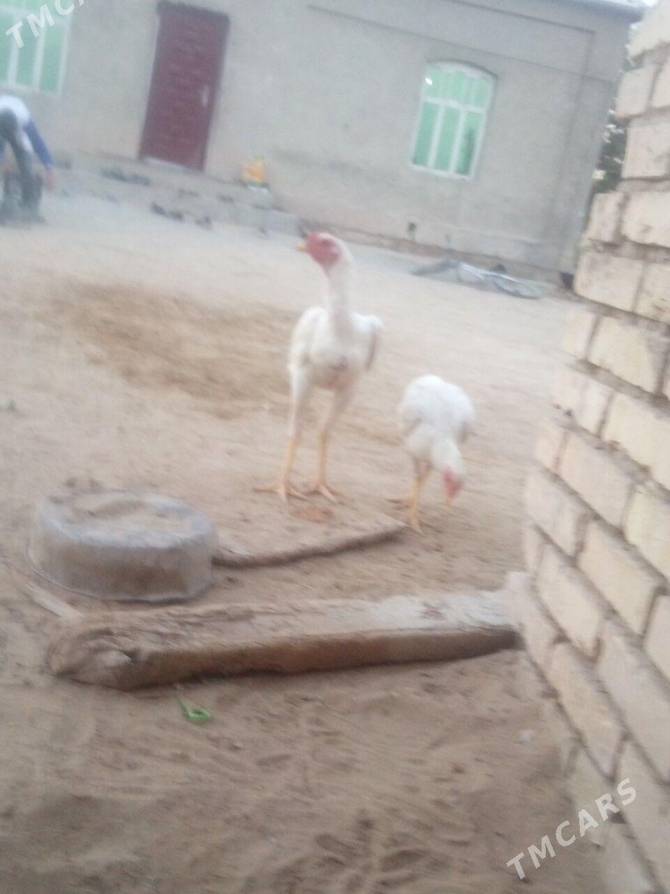 BAYSOK - Мары - img 3