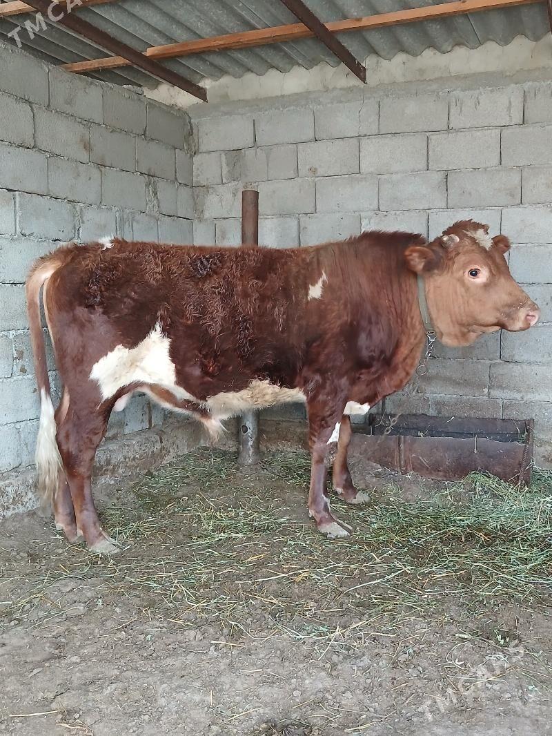 bakylan öküz - Gökdepe - img 2