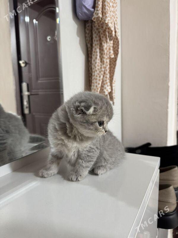 yatyk gulak pișik - Ашхабад - img 1