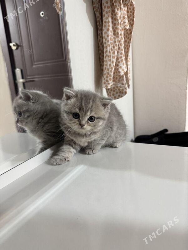 yatyk gulak pișik - Ашхабад - img 2