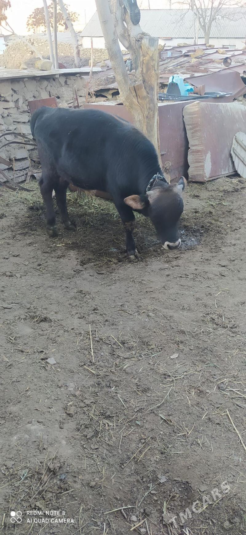 öküz - Бахарден - img 2