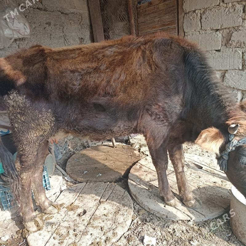 Sygyr  gysyr - Ak bugdaý etraby - img 2