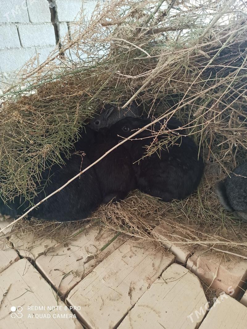 towşan - Gökdepe - img 2