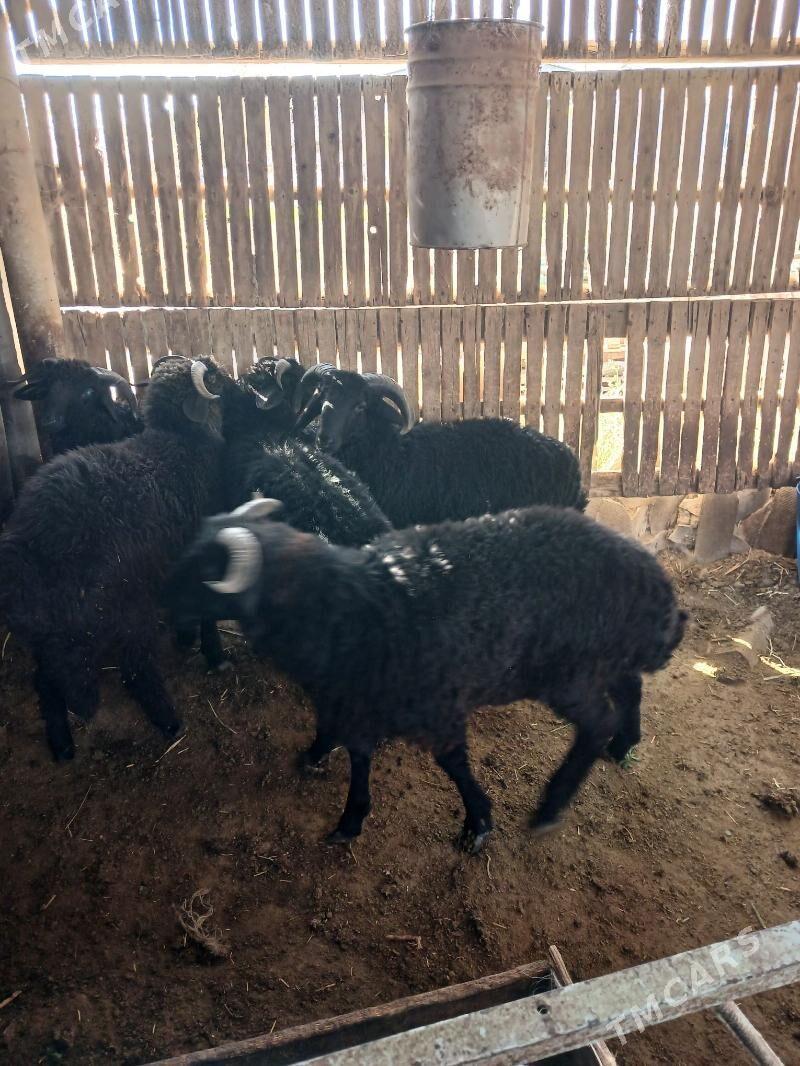 tokly - Гёкдепе - img 3