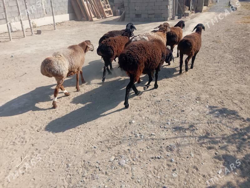 gisar goyunlar goclar - Бузмеин - img 2