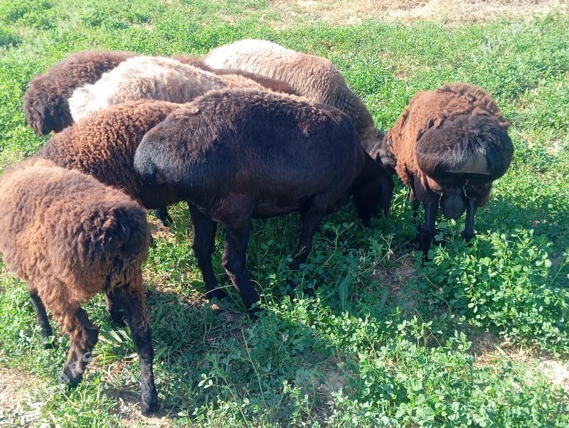 gisar goyunlar goclar - Бузмеин - img 5