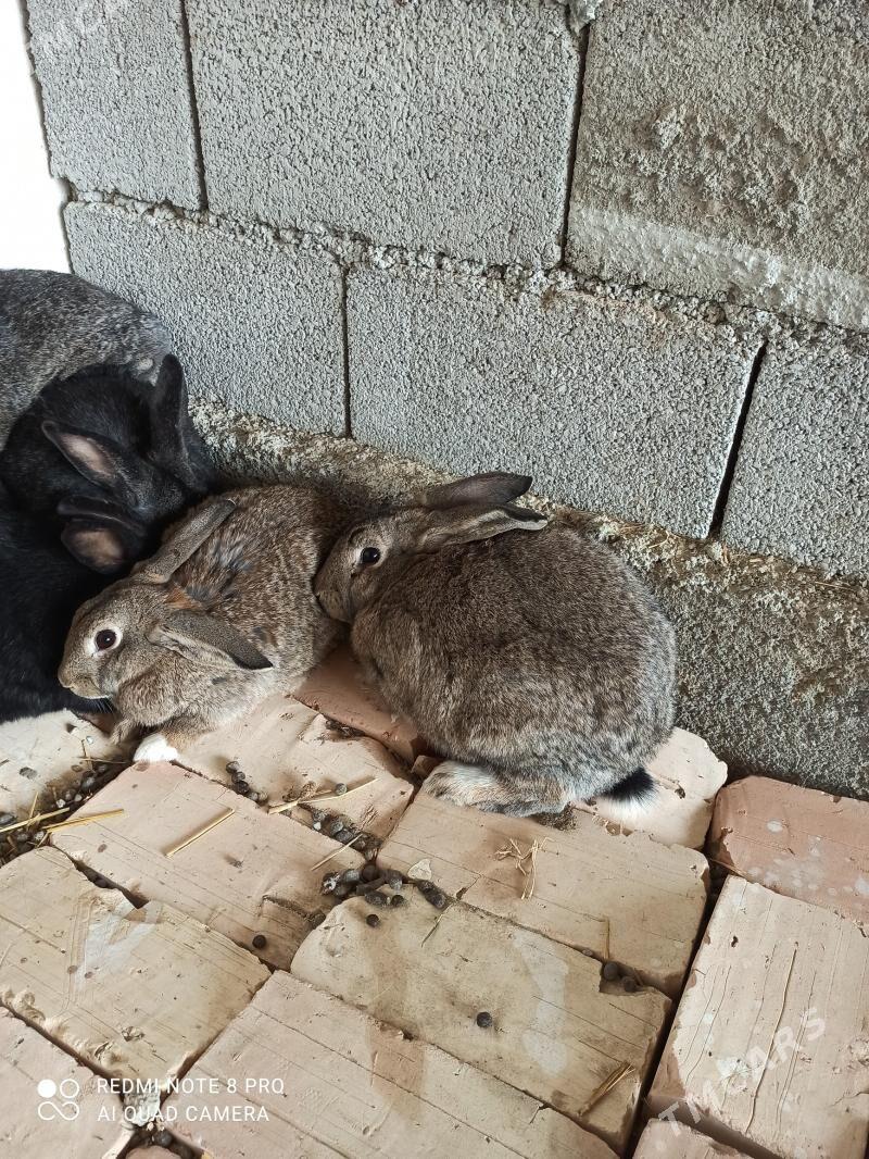 towşan - Gökdepe - img 5