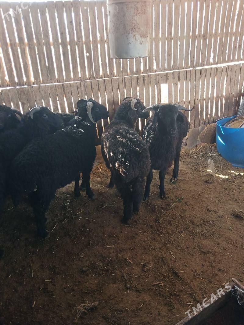 tokly - Гёкдепе - img 1