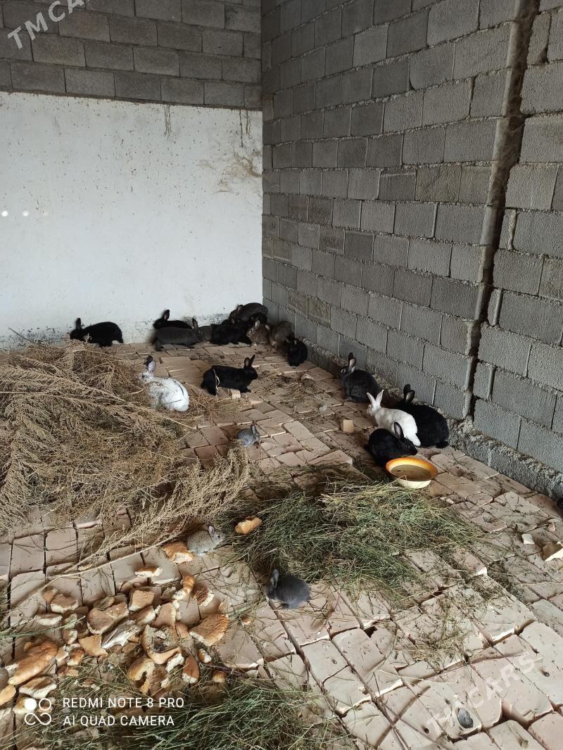 towşan - Gökdepe - img 4