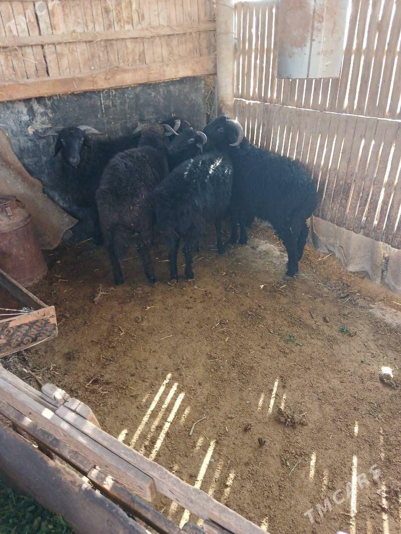 tokly - Гёкдепе - img 2