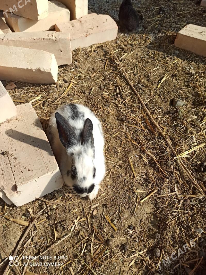 towşan - Gökdepe - img 6