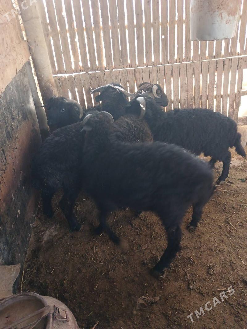 tokly - Гёкдепе - img 4