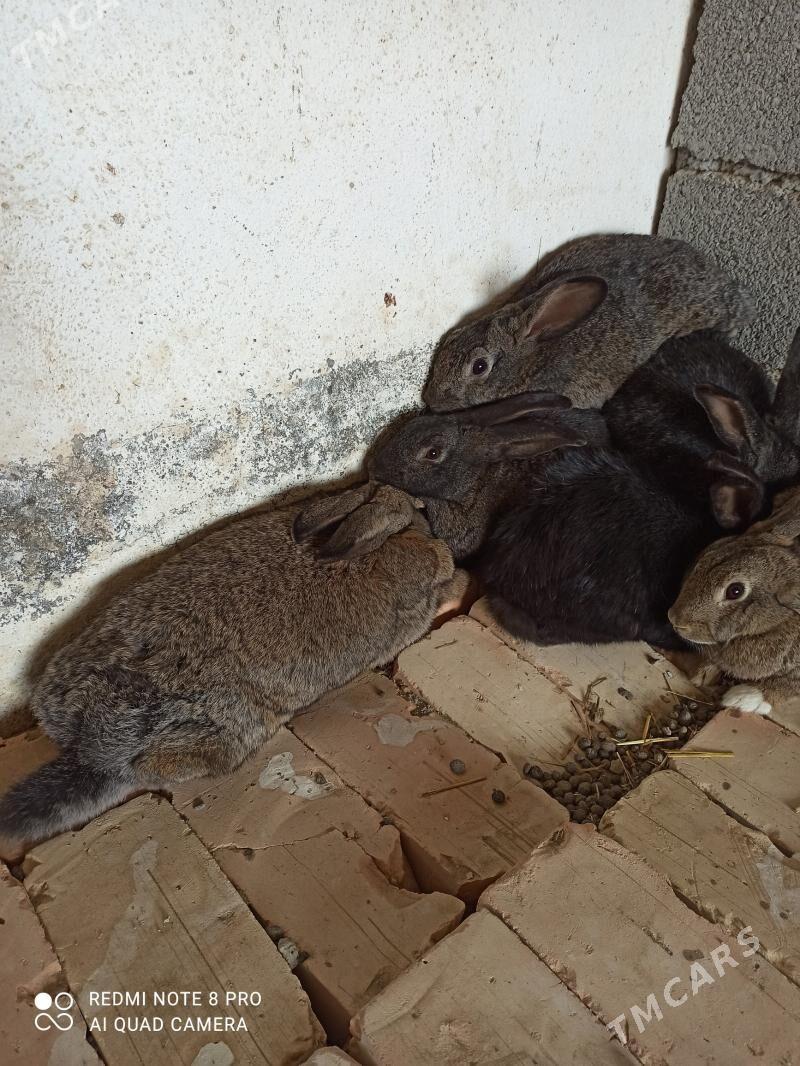 towşan - Gökdepe - img 7