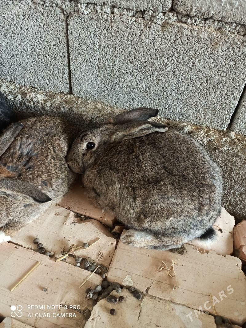 towşan - Gökdepe - img 3