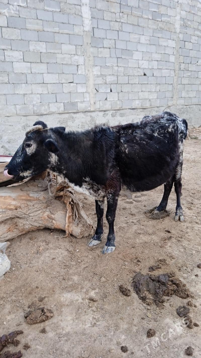 bogazsygyr - Чоганлы - img 3