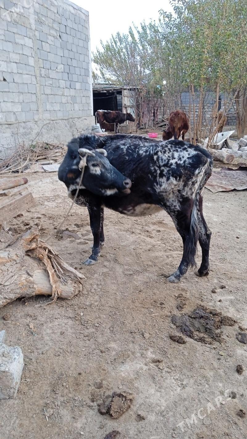 bogazsygyr - Чоганлы - img 2