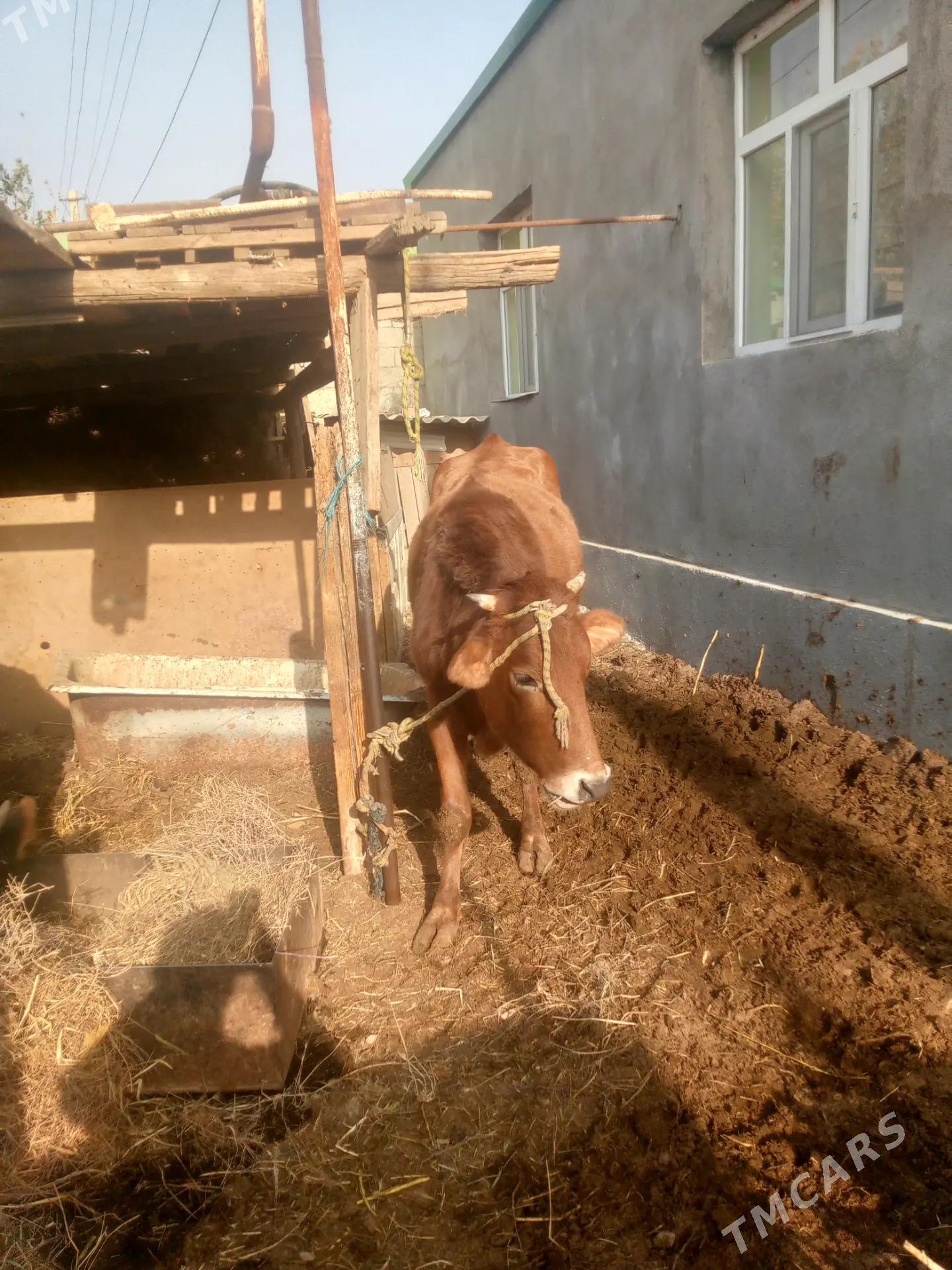 tuwe - Garadamak - img 2