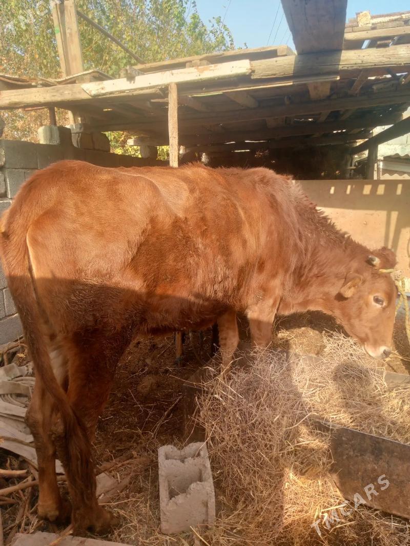 tuwe - Garadamak - img 3