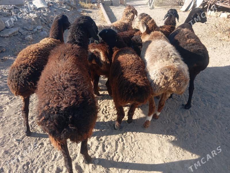 gisar goyunlar goclar - Бузмеин - img 6