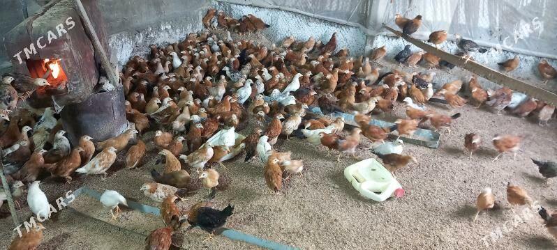 juyje - Гёкдепе - img 4