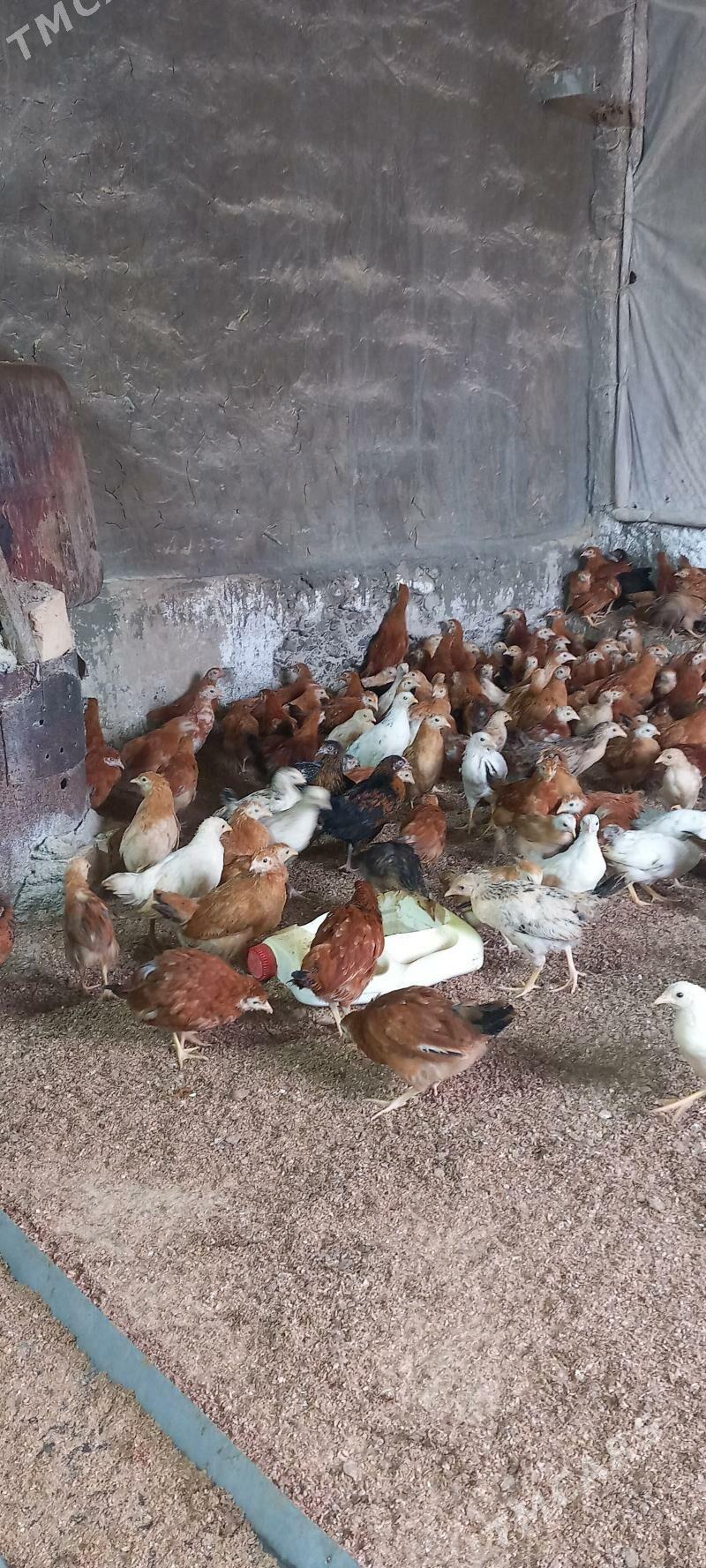 juyje - Гёкдепе - img 3