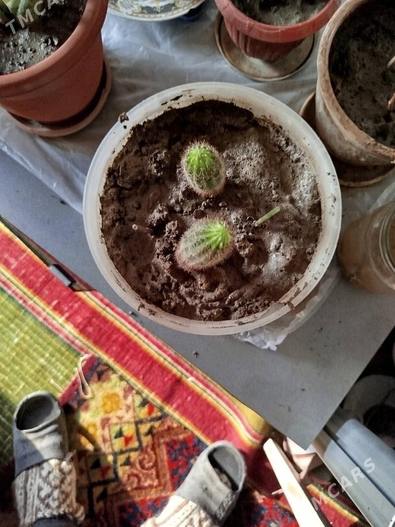 Кактус домашний - Ашхабад - img 2