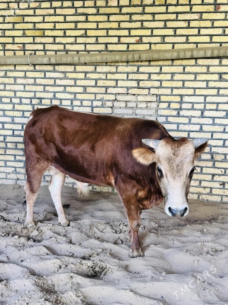 okuz - Ашхабад - img 2