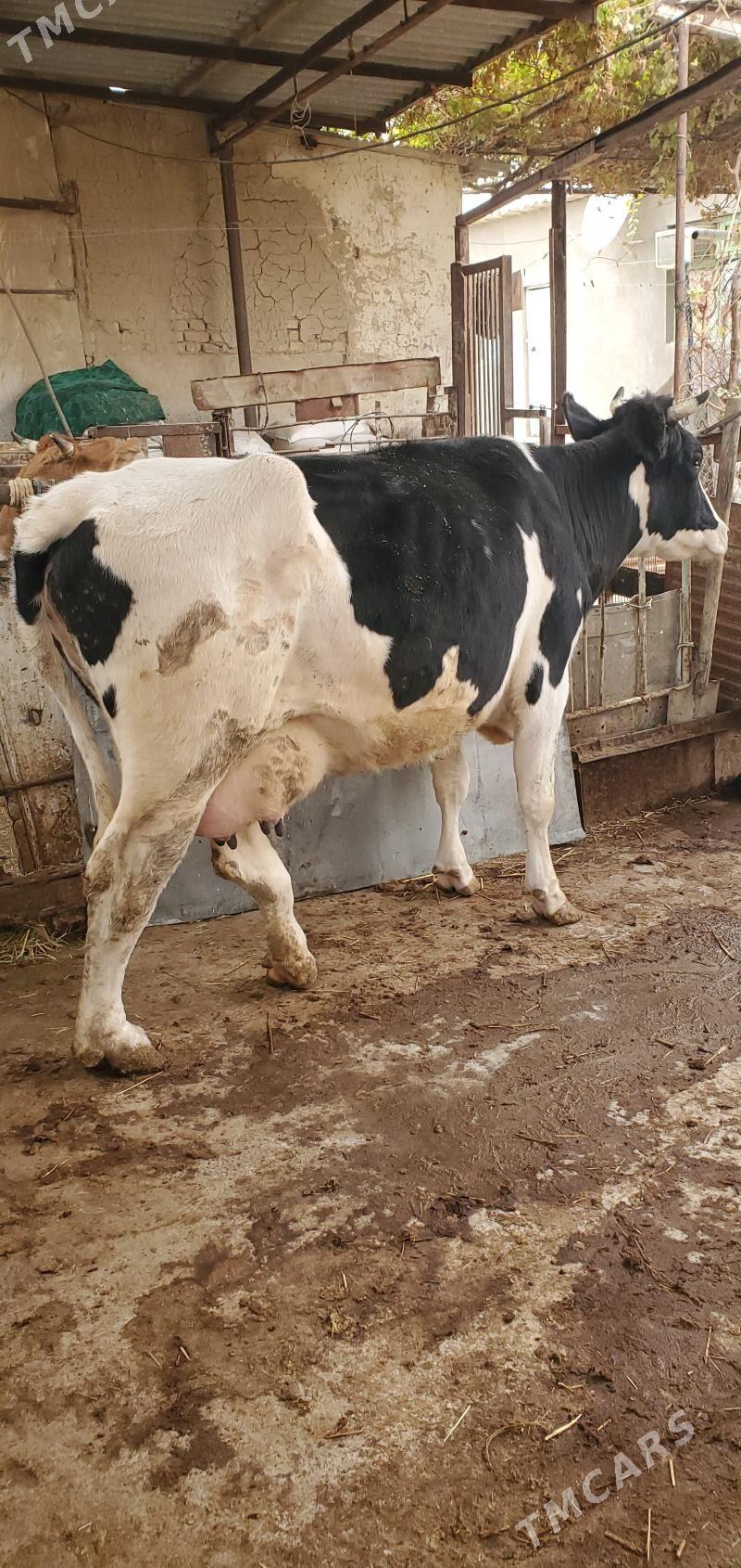 Galisteyin Sygyr - Кака - img 1